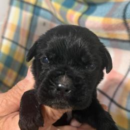 Lilac Collar - Black female Cane Corso puppy in Paris, Texas from Knucklehead Cane Corso