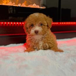 Freya - Red  female Poodle puppy in Davie, Florida from Dave Poodles