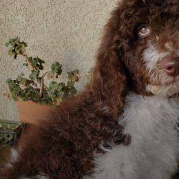 Poodles from Black Paw Ranch