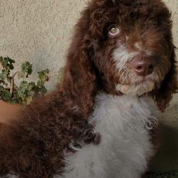 Poodles from Black Paw Ranch