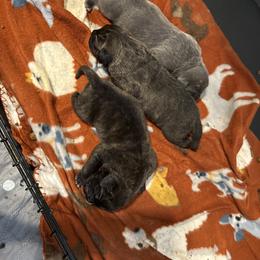 Felix - Black brindle male Cane Corso puppy in Brazil, In, Indiana from Lazy A Ranch & Kennels