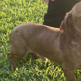 Dachshunds from Lady Margery’s Dachshunds