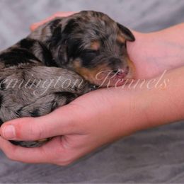 Vixen - Merle female Bernedoodle puppy in Lookout, California from Remington Kennels, LLC
