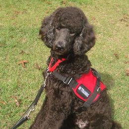 Poodle Puppies from Deborah Busch Poodles