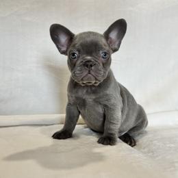 Girl 2 - Blue female French Bulldog puppy in Walnut, California from Flores Frenchies