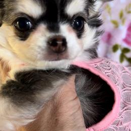 Mina - Black and white female Chihuahua puppy in El Sobrante, California from Dolce Coco Chihuahuas