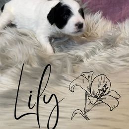 Bernedoodle and Poodle Puppies from Salty Standards