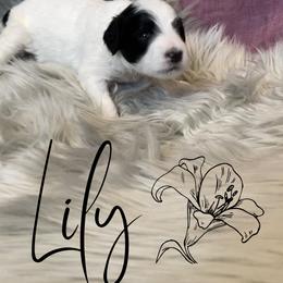 Bernedoodle and Poodle Puppies from Salty Standards