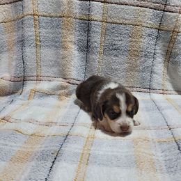 Chocolate Girl - Brown white and tan female Beagle puppy in New River, Arizona from Desert Mountain Dobermans