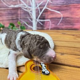 Hank Williams - Phantom male Poodle puppy in Middlebourne, West Virginia from El Silencio Standard Poodles