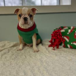 Bentley - Seal and white male Boston Terrier puppy in Newaygo, Michigan from Michigan Boston Terriers