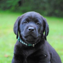 Labrador Retriever Puppies from Cove Labradors