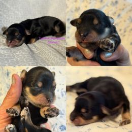 Snickers - Black and tan male Havanese puppy in Lovingston, Virginia from Tye River Havanese