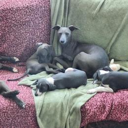 Italian Greyhound Puppies from Fisher Link