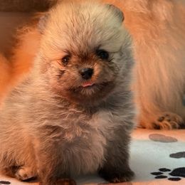 French Bulldogs and Pomeranians from Couture_frenchies