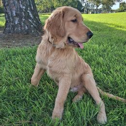 Mark - Light golden male Golden Retriever puppy in Irvine, California from Fluffy Puppies