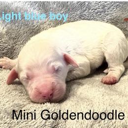 Light blue boy - Cream male Goldendoodle puppy in Vian, Oklahoma from Dog Days Doodles