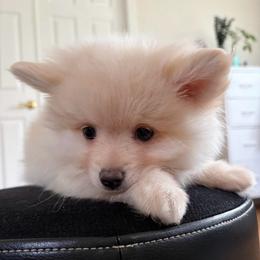 Sable - Cream male Pomeranian puppy in University City, Missouri from Textilepoms