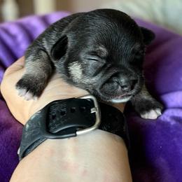 Jillian - Black and tan female Chihuahua puppy in Harlan, Iowa from Home Grown Chihuahuas From Iowa