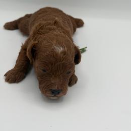 Casper - Red  male Poodle puppy in Southampton, New Jersey from Lavishly Loved Pets LLC