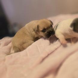 Henny - Fawn male French Bulldog puppy in Pleasant Hill, Iowa from Courtney Nicole's Mal Shihs & Goldendoodles