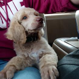 Poodle Puppies from Reeves Family Standard Poodles