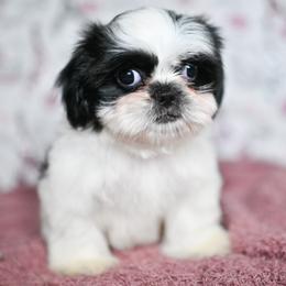 Lyra - Black and white female Shih Tzu puppy in Montrose, Colorado from Nana's Happy Pups
