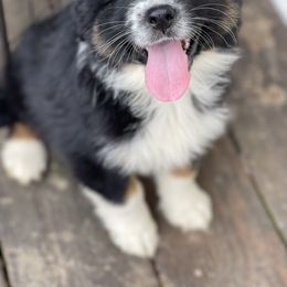 Australian Shepherd, Miniature American Shepherd, and Toy Australian Shepherd Puppies from Blue’s Family Aussies