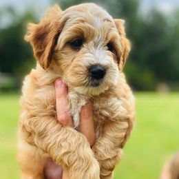 Goldendoodle Puppies from Red Barn Mission Farm