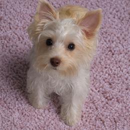 Pearl - Yorkshire Terrier
