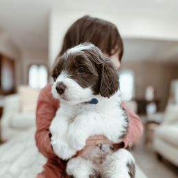 Bernedoodle, Goldendoodle, and Sheepadoodle Puppies from High Desert Doodles