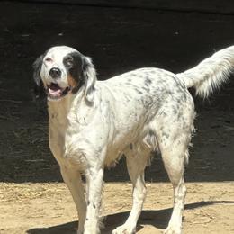 Airhart - English Setter