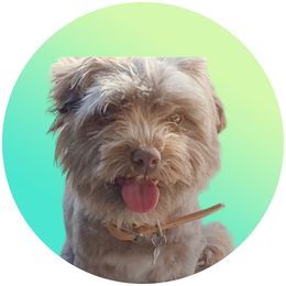XY-AKC - Havanese