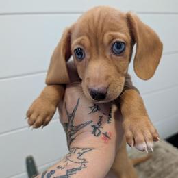 Whisper - Cream female Dachshund puppy in Barnard, Missouri from KB Doxies