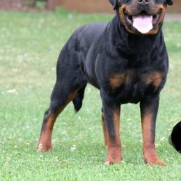 Isis Von Paige (Pregnant) - Black and mahogany female Rottweiler puppy in Denver, Colorado from Denver Rottweilers