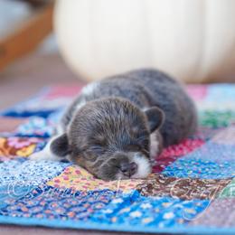 Spice - Blue male Pembroke Welsh Corgi puppy in Bedford, Indiana from Sunny Acres Corgis