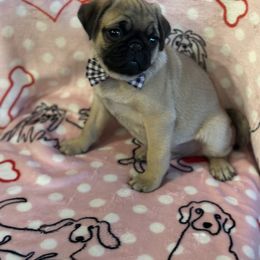 Pug Puppies from Berg Family