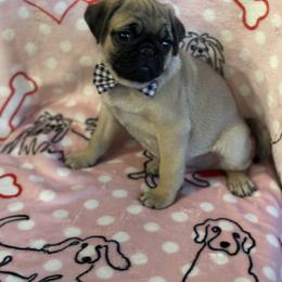 Pug Puppies from Berg Family