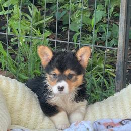 Peyton - Black and tan female Pembroke Welsh Corgi puppy in Nortonville, Kansas from Low Riders Corgis & Mini Aussies