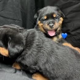 Hail - Black and mahogany male Rottweiler puppy in Crothersville, Indiana from The Solid Rock Kennel