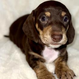 Boy 1 - Chocolate and cream male Dachshund puppy in Fredonia, Arizona from Desert Horizon Dachshunds