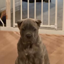 Green collar - Gray brindle male Cane Corso puppy in Briggs, Texas from Capital City Corso’s