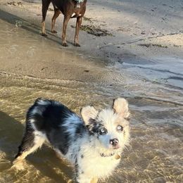 Miniature Australian Shepherd Puppies from Dusty Dogs Miniature Australian Shepherds
