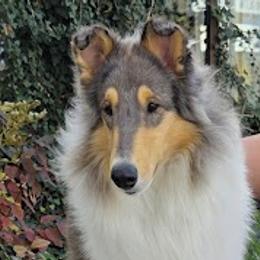 Katerina - Collie
