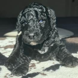 Jelly Roll - Black male Labradoodle puppy in Kingston, Georgia from CC Familydoodles