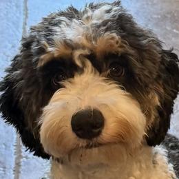 Blue - Australian Labradoodle