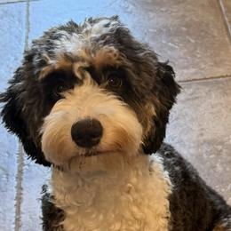 Blue - Australian Labradoodle