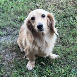 Sandy - Dachshund