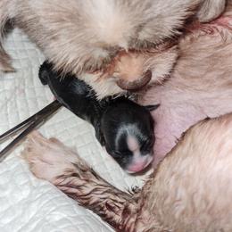 No name - Black and white male Shih Tzu puppy in Bethlehem, Pennsylvania from Cinnamon's Shih Tzus