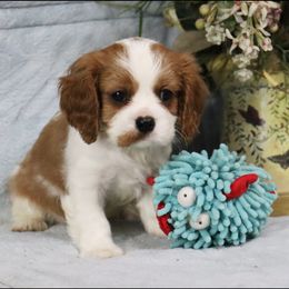 Cowboy - Cavalier King Charles Spaniel puppy from Legend Cavaliers